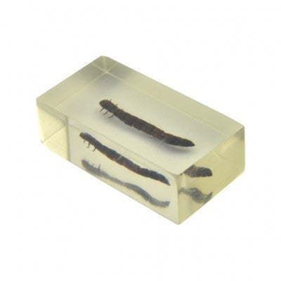 Insect in resin 36