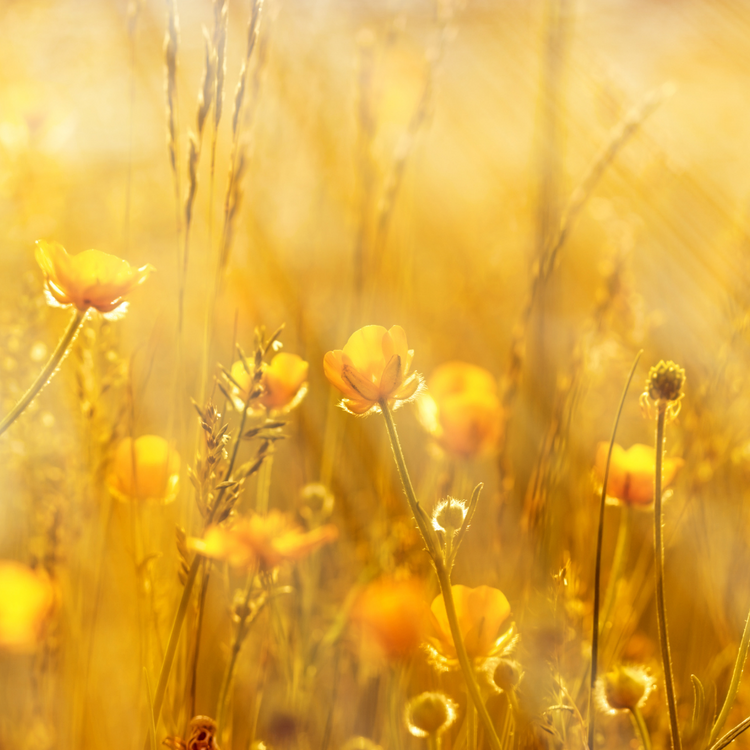 Yellow, the color of sunshine en smiles :-)