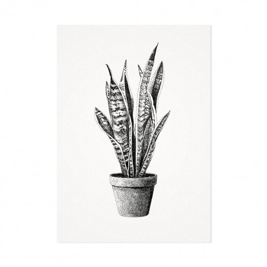 Mélisse - Karte der Sansevieria