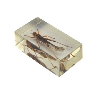 Insect in resin 5