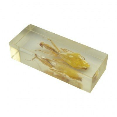 Insect in resin 12