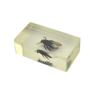 Insect in resin 16