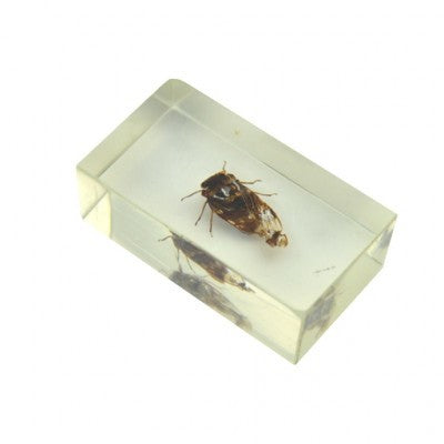 Insect in resin 20