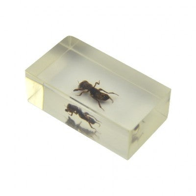 Insect in hars 22