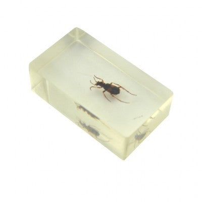 Insect in hars 31