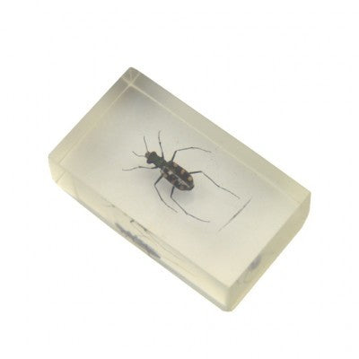 Insect in resin 41