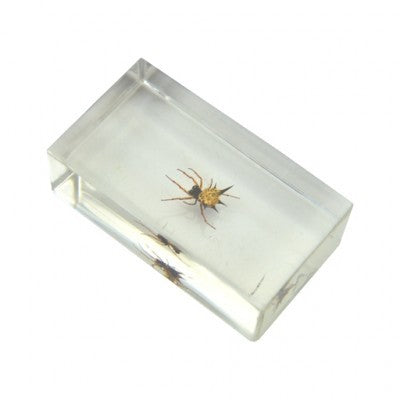 Insect in resin 55